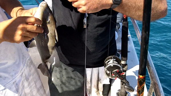 Dons Triggerfish, caught aboard the Ocean Obsess out of Port Canaveral Florida 